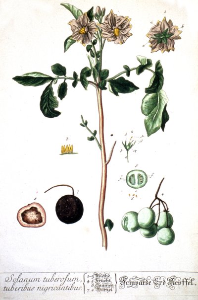 The Potato, 1737 by Elizabeth Blackwell